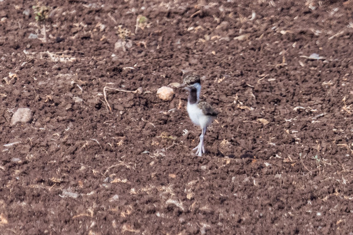 Red-wattled Lapwing - Ayaz Mansuri