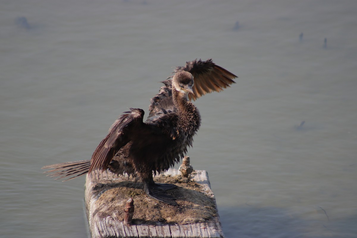 Neotropic Cormorant - Kevin Ramirez