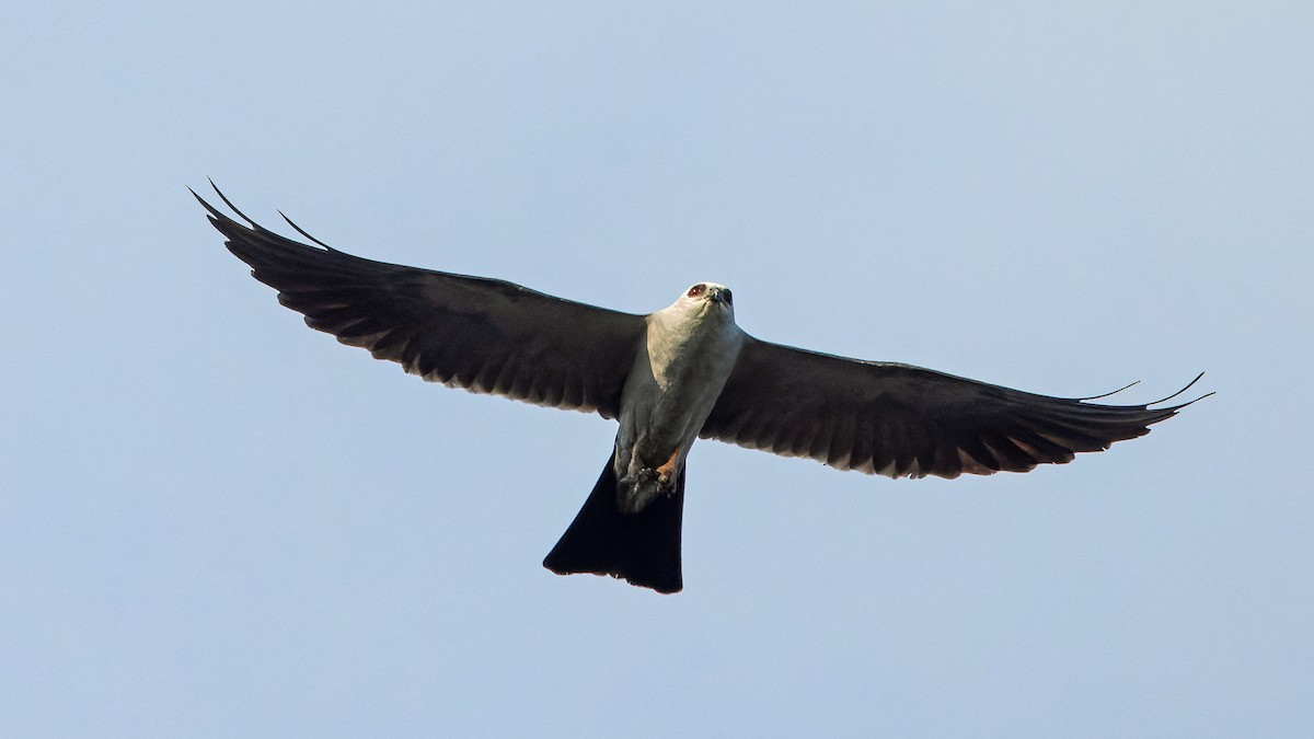 Mississippi Kite - Karl H (Hoeff ka)