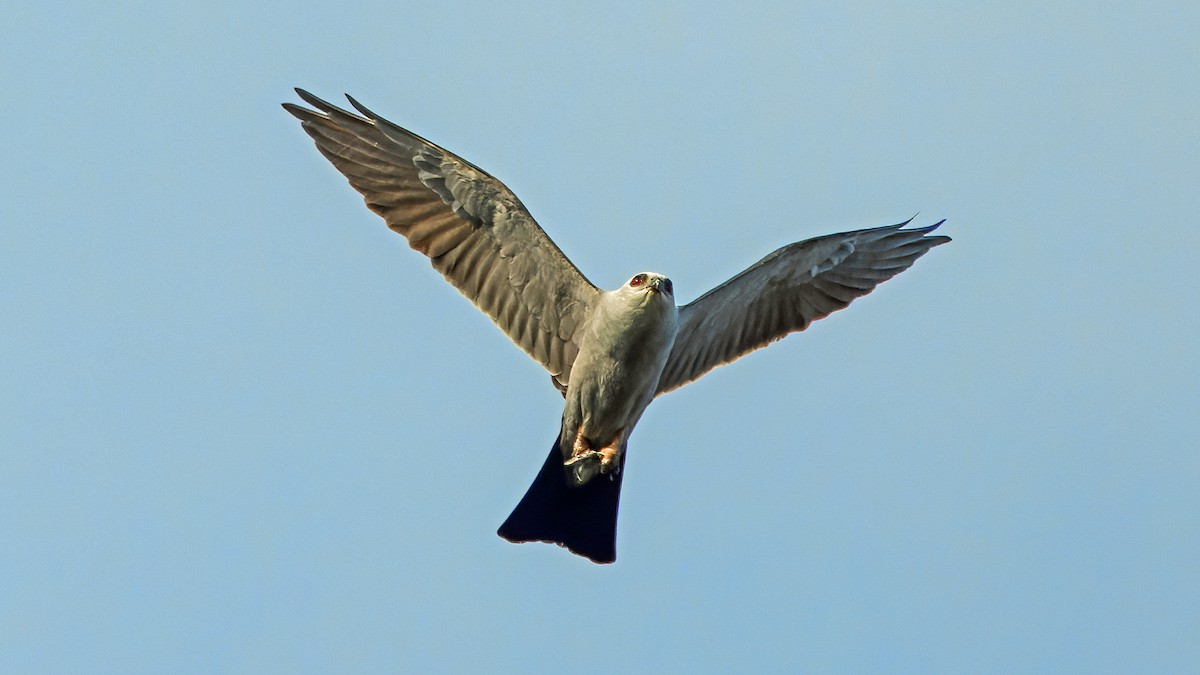 Mississippi Kite - ML619619691