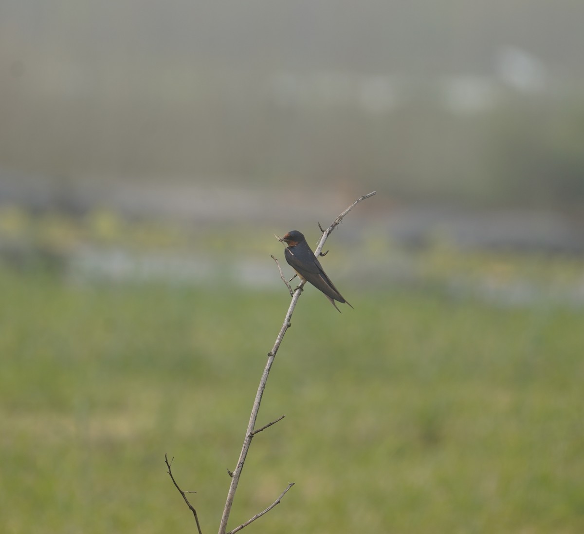 Barn Swallow - Louis Dentiste