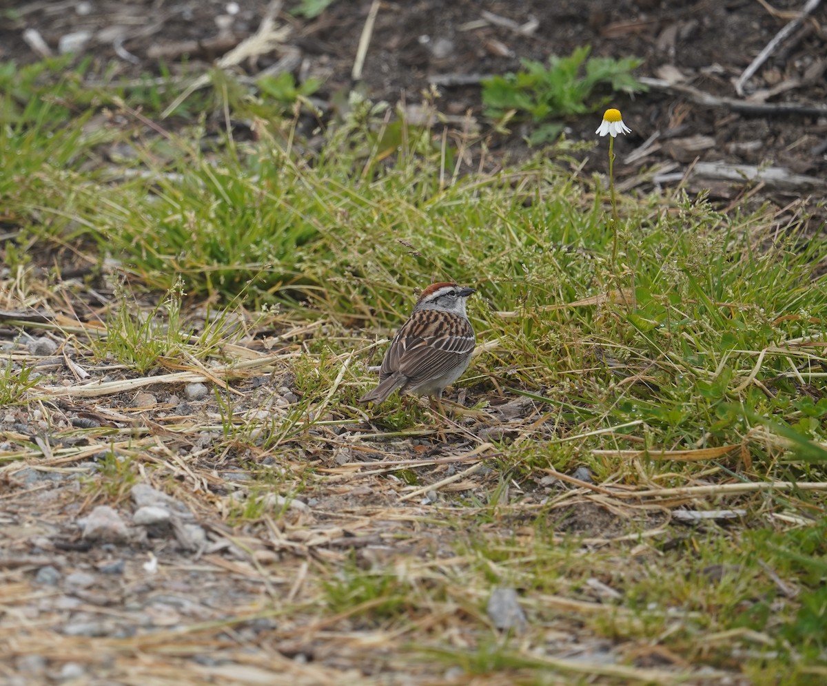 Chipping Sparrow - ML619619708