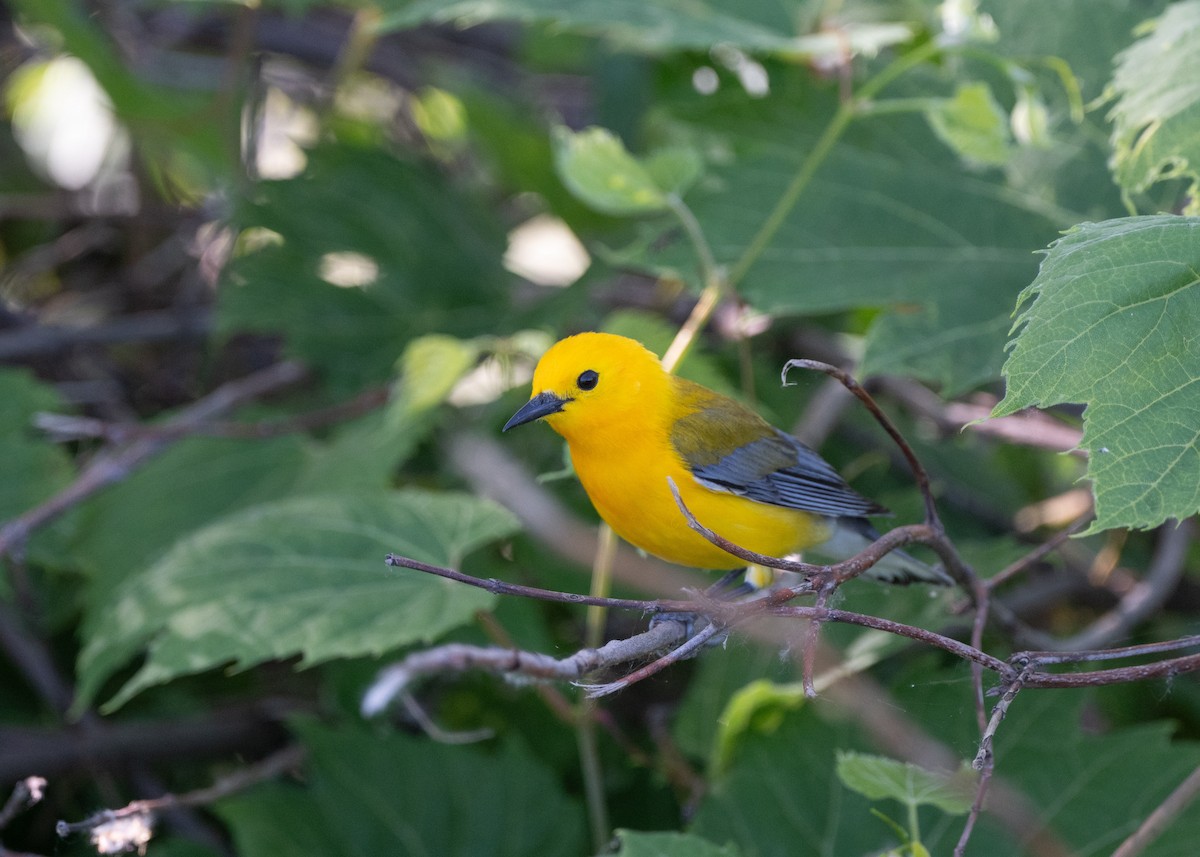 Prothonotary Warbler - Sheila and Ed Bremer