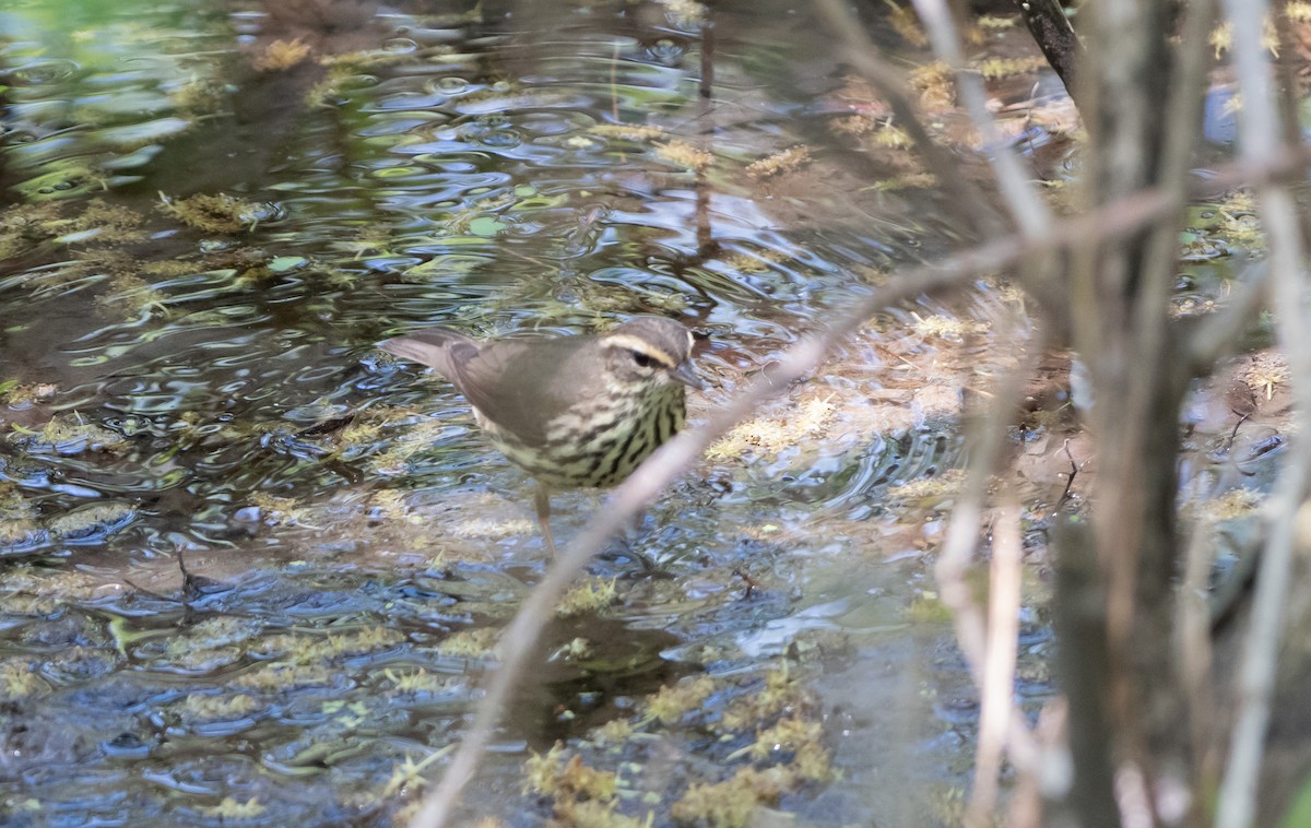 Northern Waterthrush - ML619619715