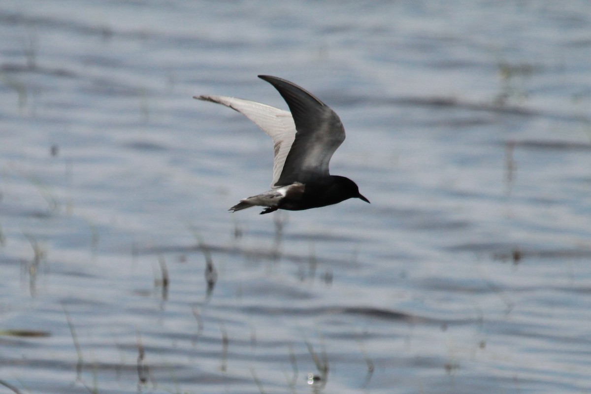 Black Tern - Geoffrey Urwin