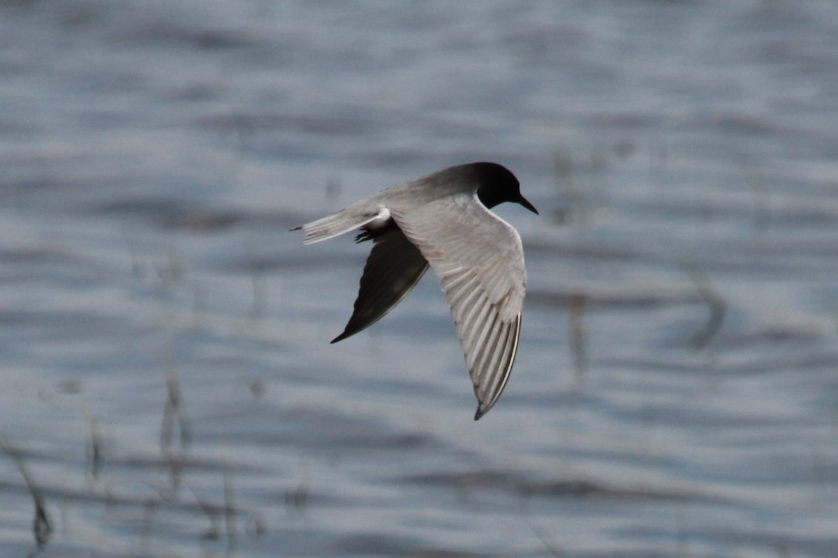 Black Tern - Geoffrey Urwin