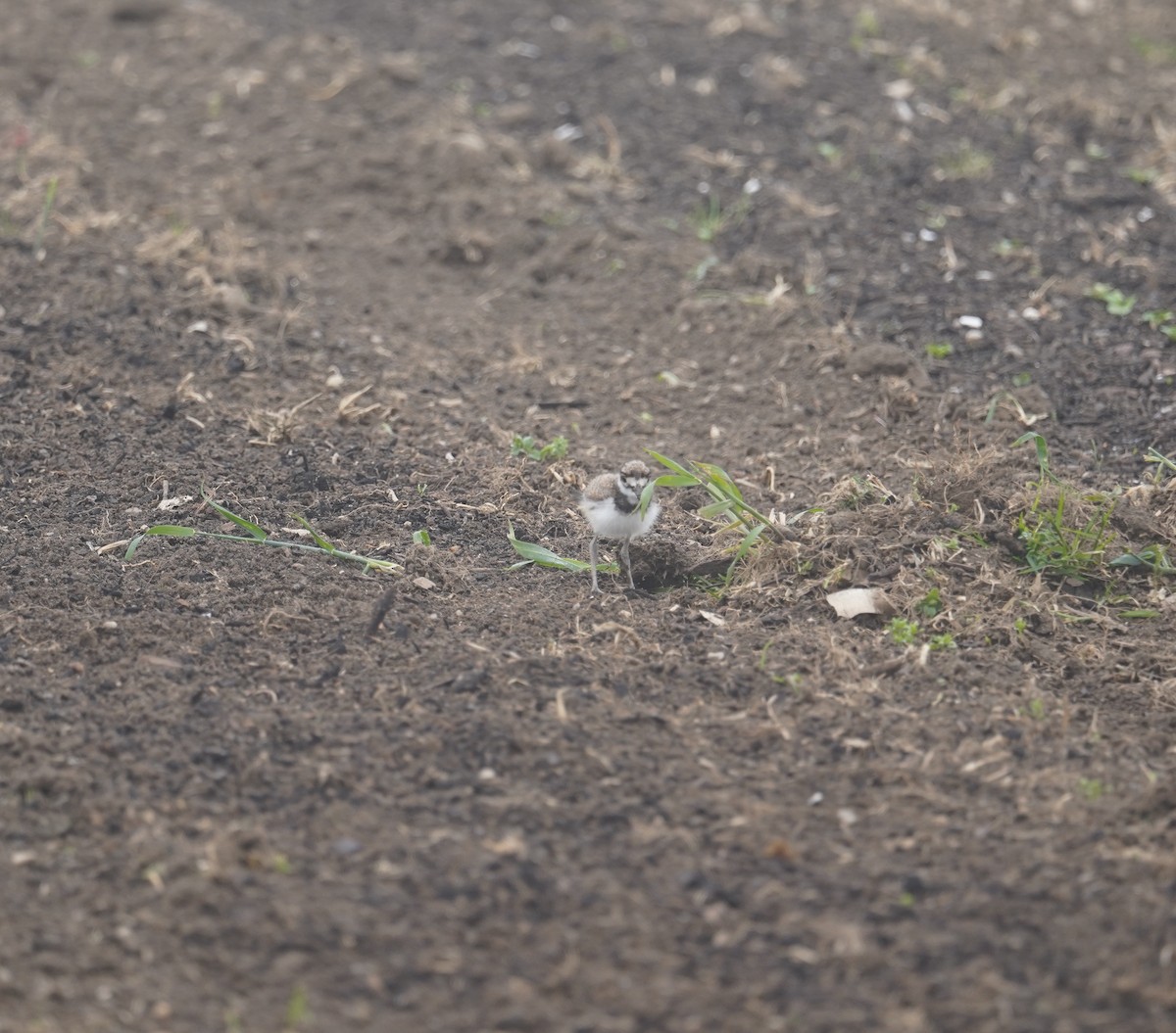 Killdeer - ML619619718