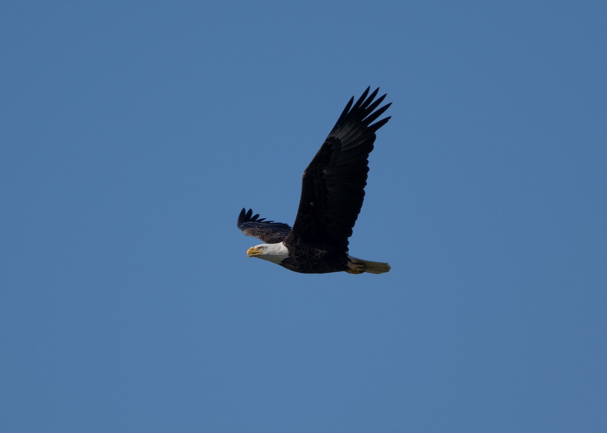 Bald Eagle - Sheila and Ed Bremer