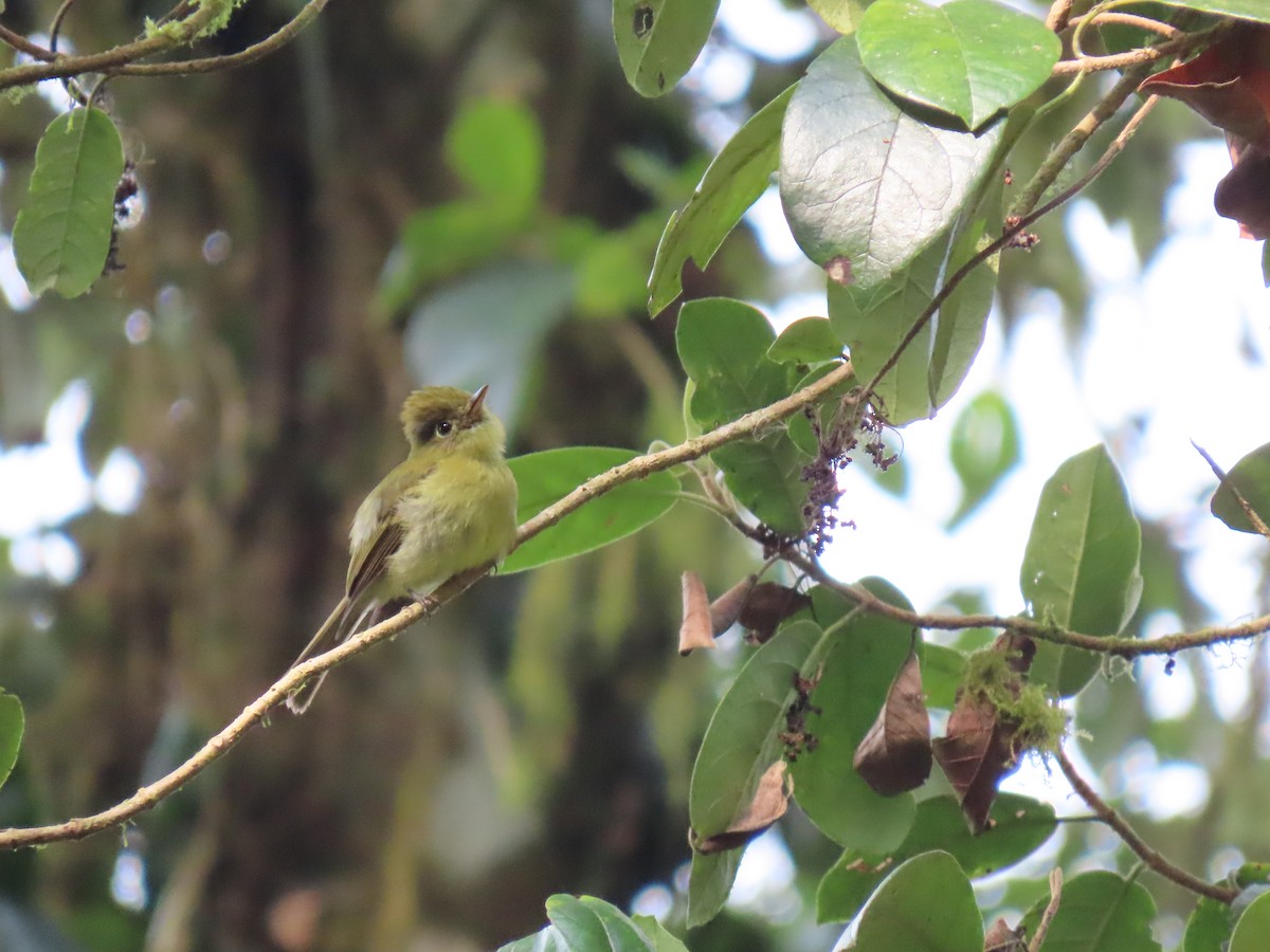 Yellowish Flycatcher - ML619619720