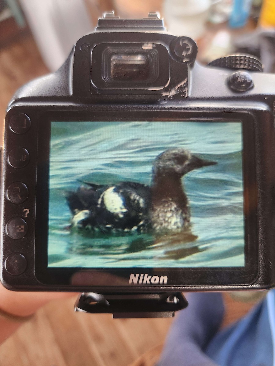 Black Guillemot - ML619619721