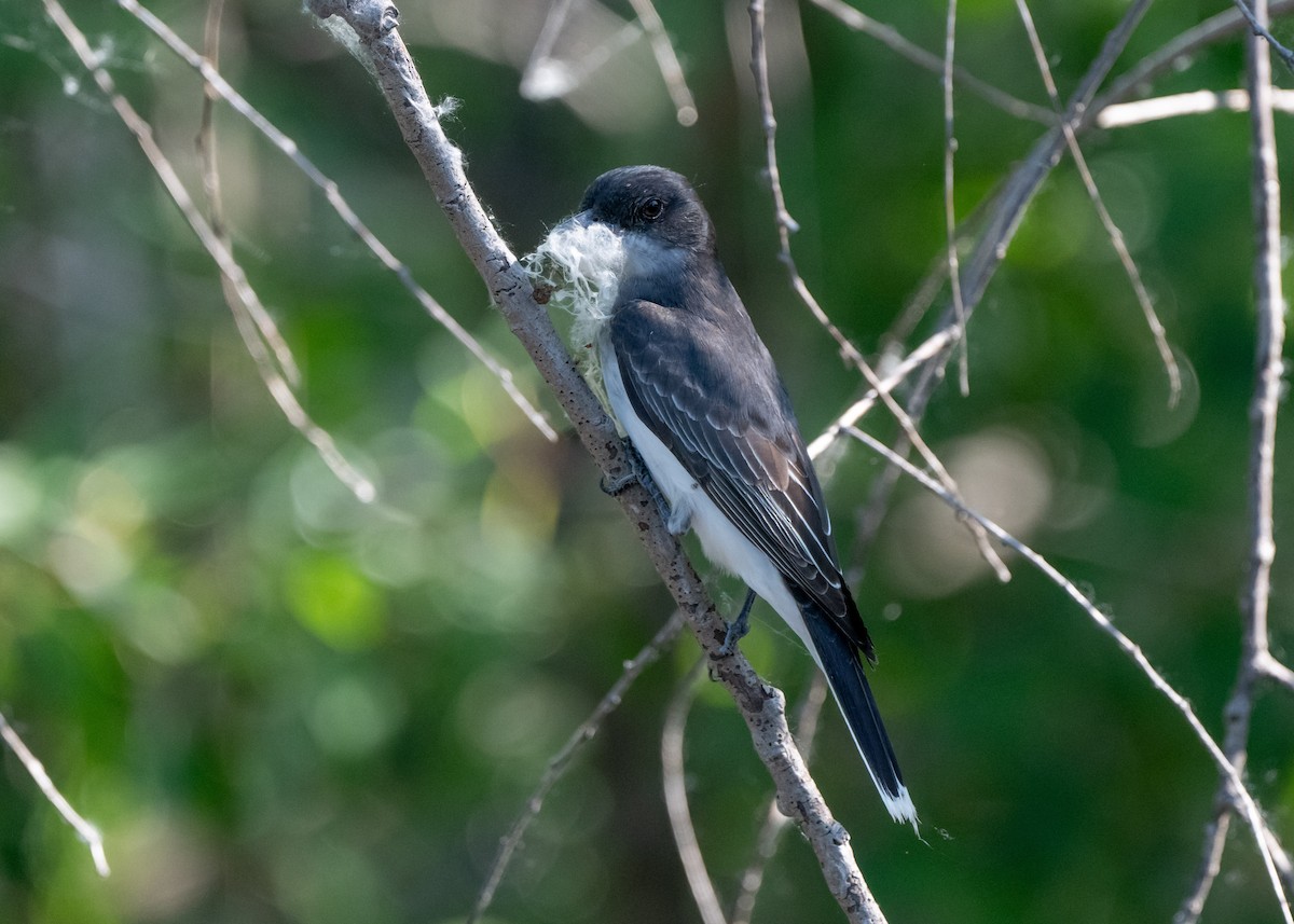 Eastern Kingbird - Sheila and Ed Bremer