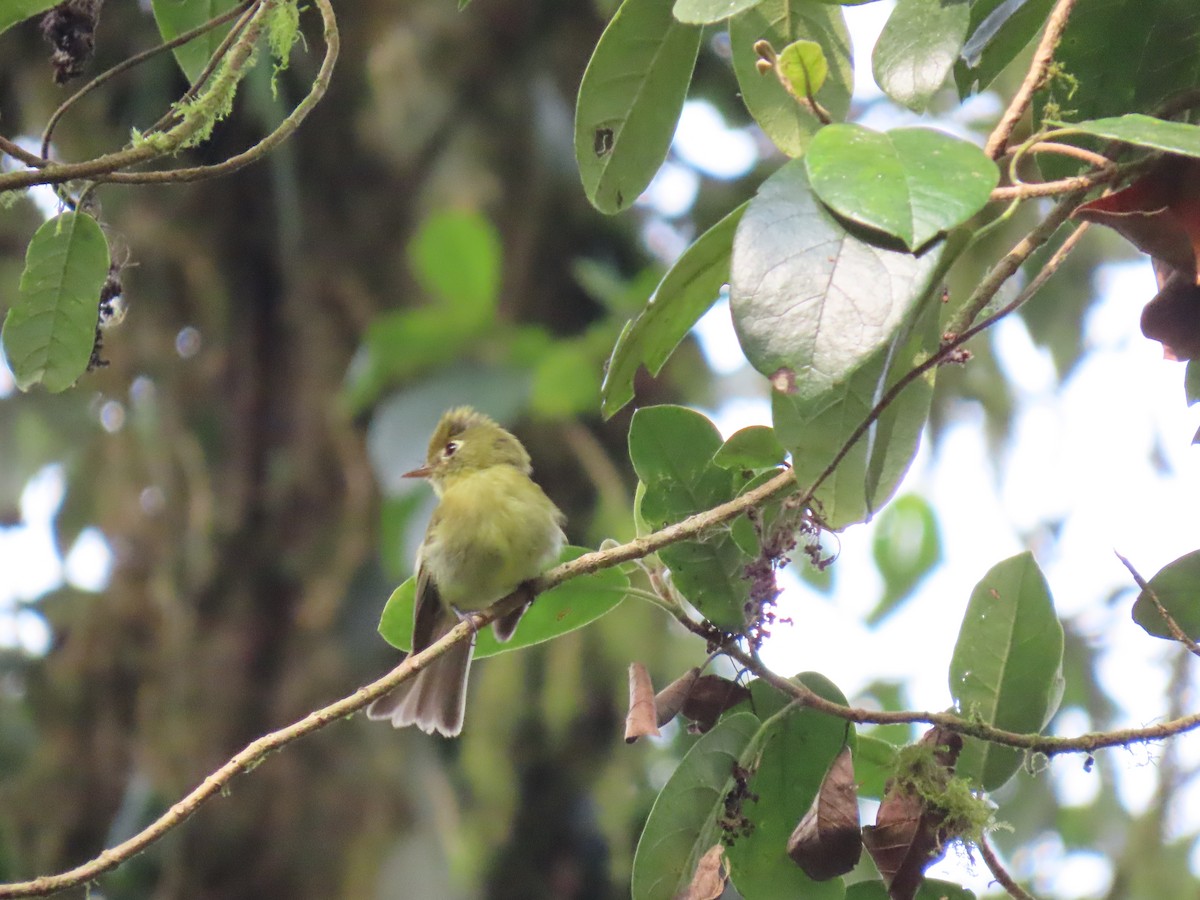 Yellowish Flycatcher - Jessie Stuebner