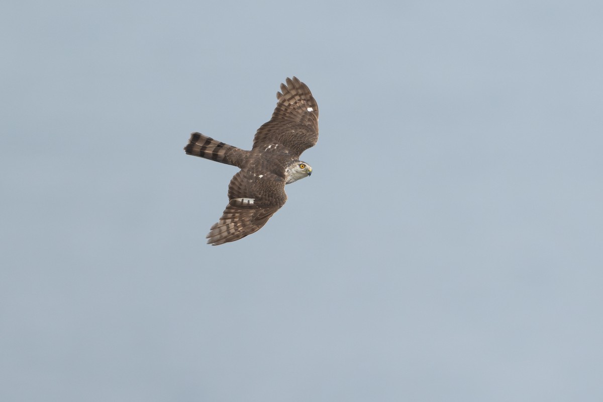 Sharp-shinned Hawk - David Turgeon