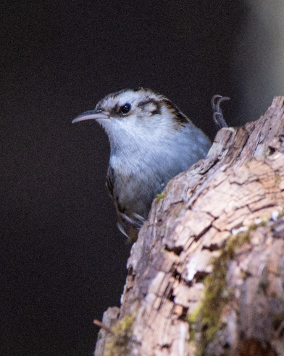 Hodgson's Treecreeper - ML619619735