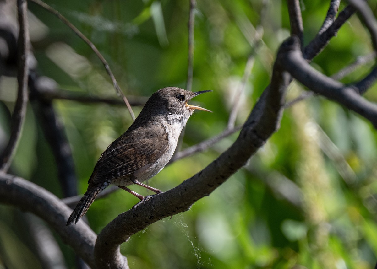 House Wren - Sheila and Ed Bremer