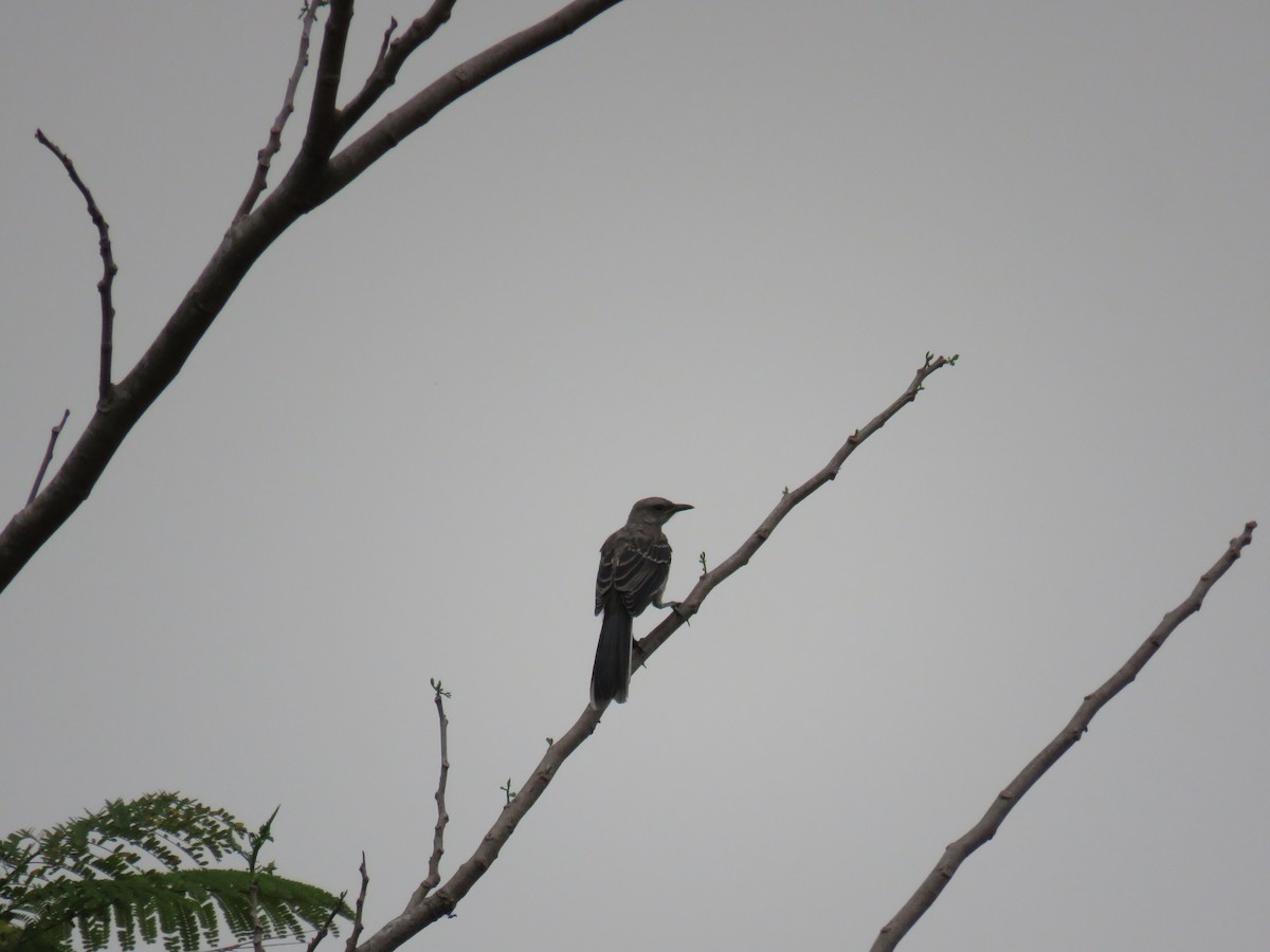 Tropical Mockingbird - Sam Holcomb