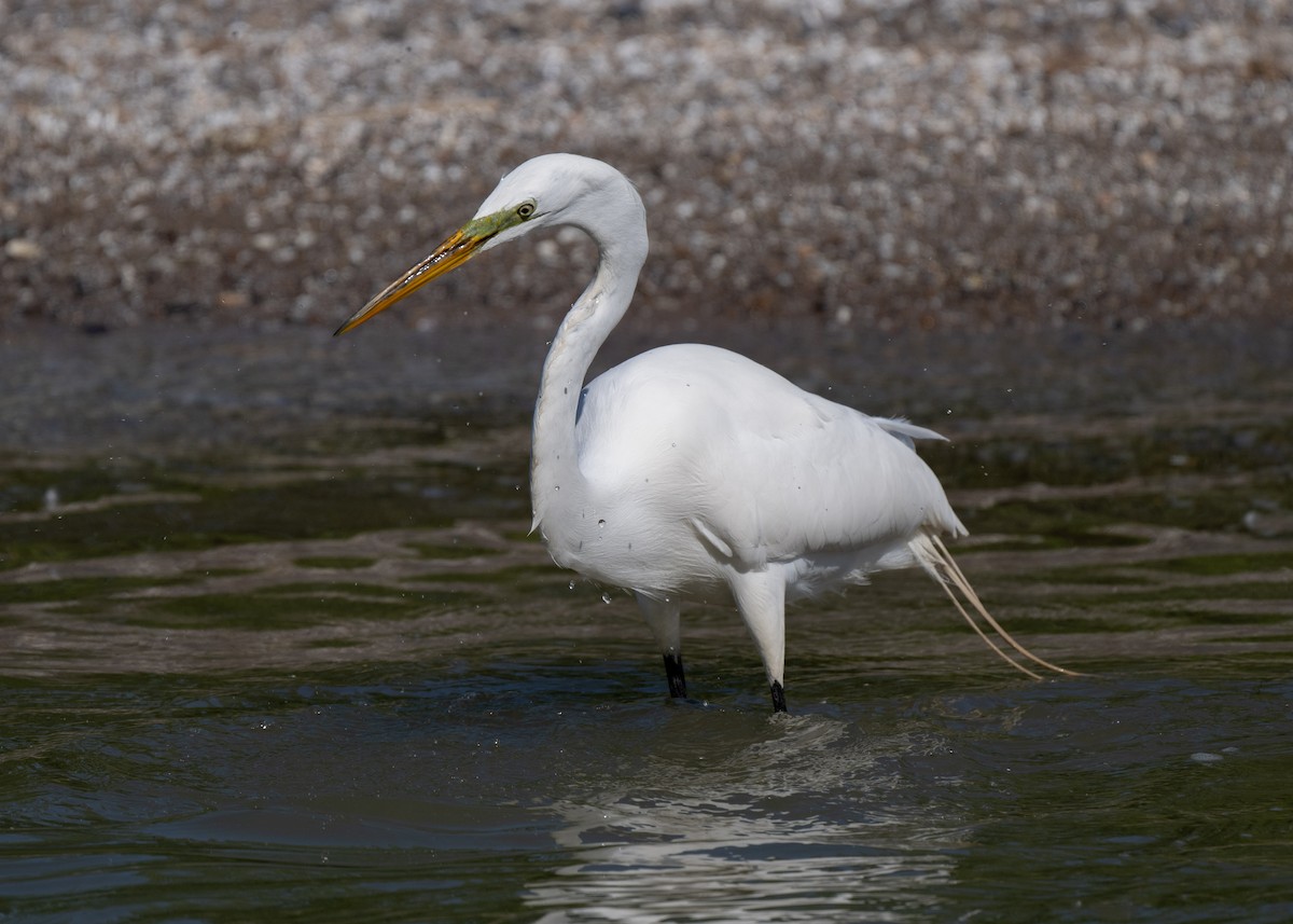 Great Egret - Sheila and Ed Bremer