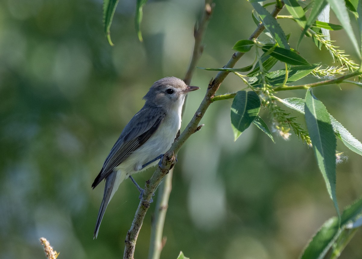 Warbling Vireo - Sheila and Ed Bremer