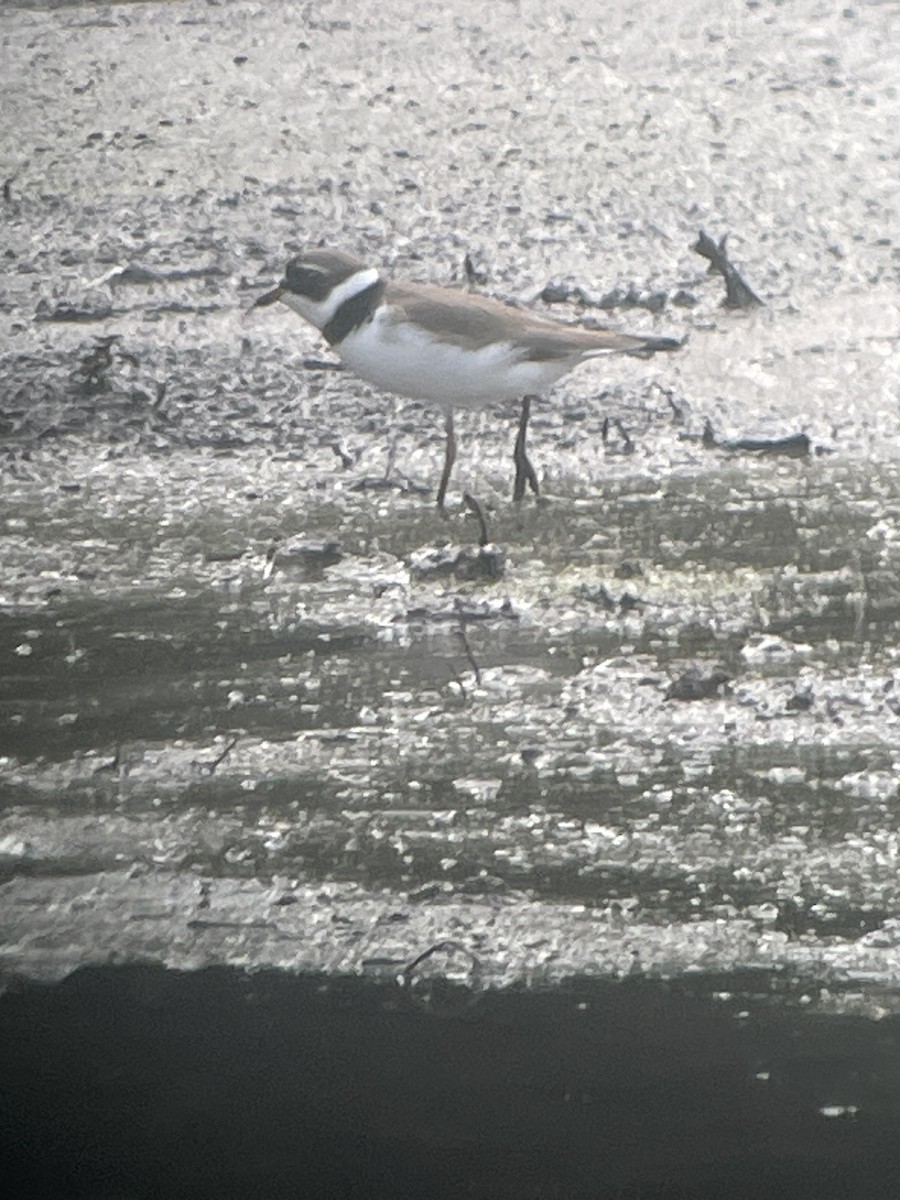 Semipalmated Plover - JA Mohl