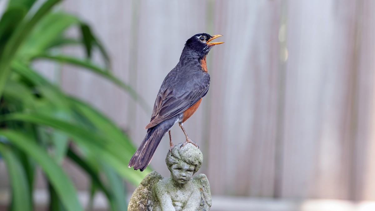 American Robin - Karl H (Hoeff ka)