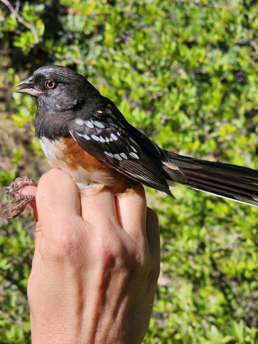 Spotted Towhee - ML619619771