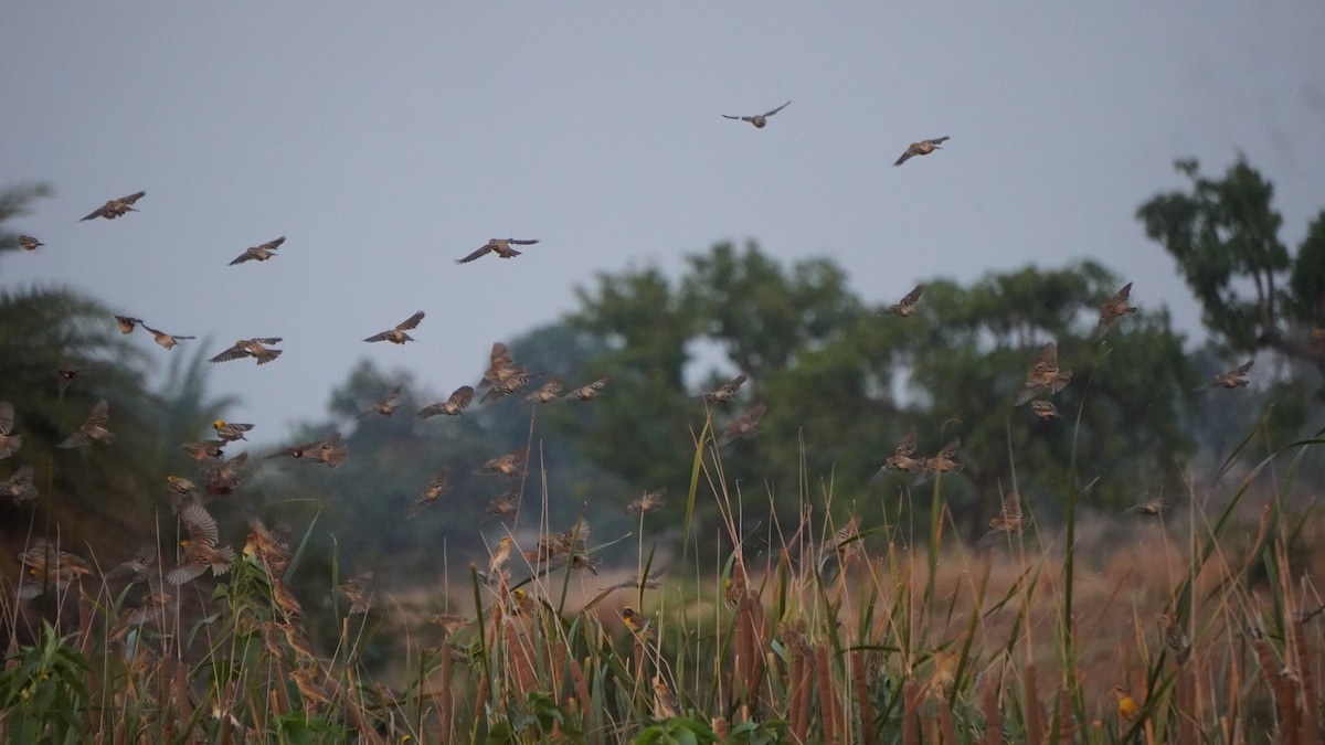 Baya Weaver - Piyush Soni