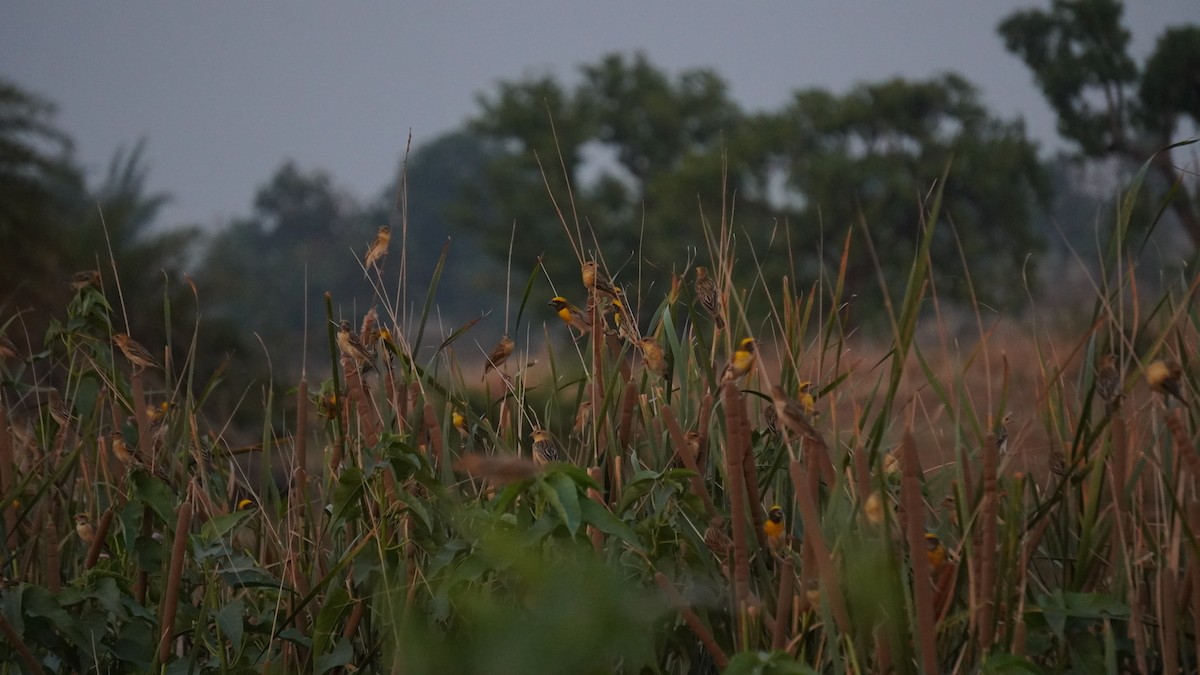 Baya Weaver - Piyush Soni