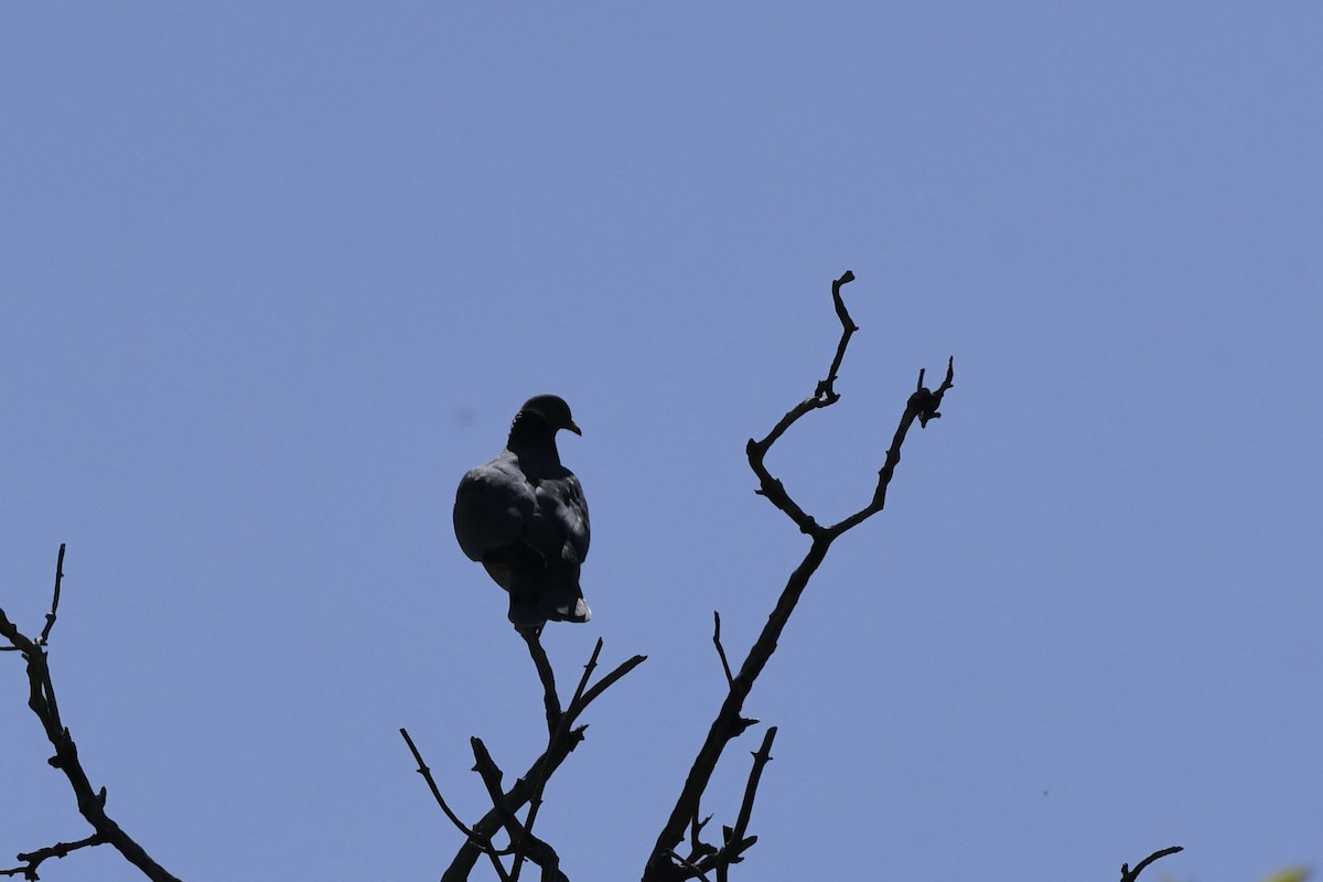 Band-tailed Pigeon - ML619619782