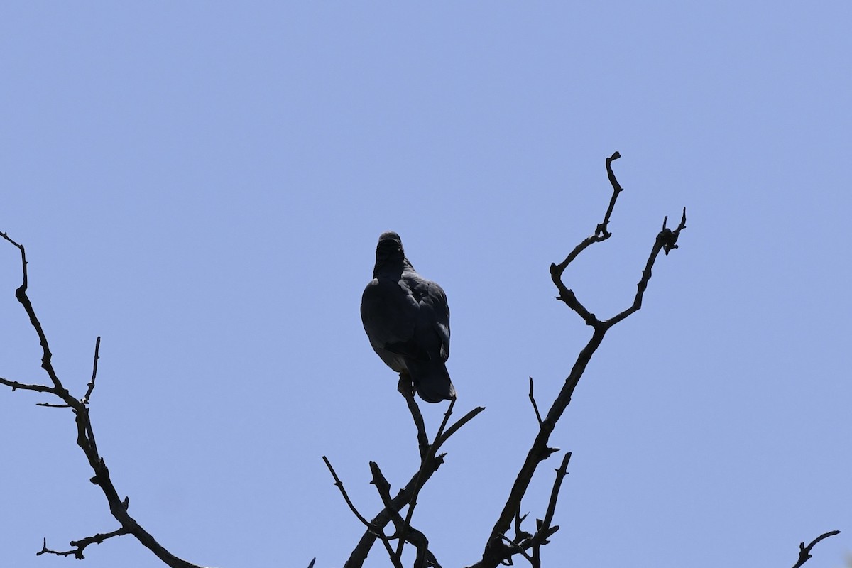 Band-tailed Pigeon - ML619619783