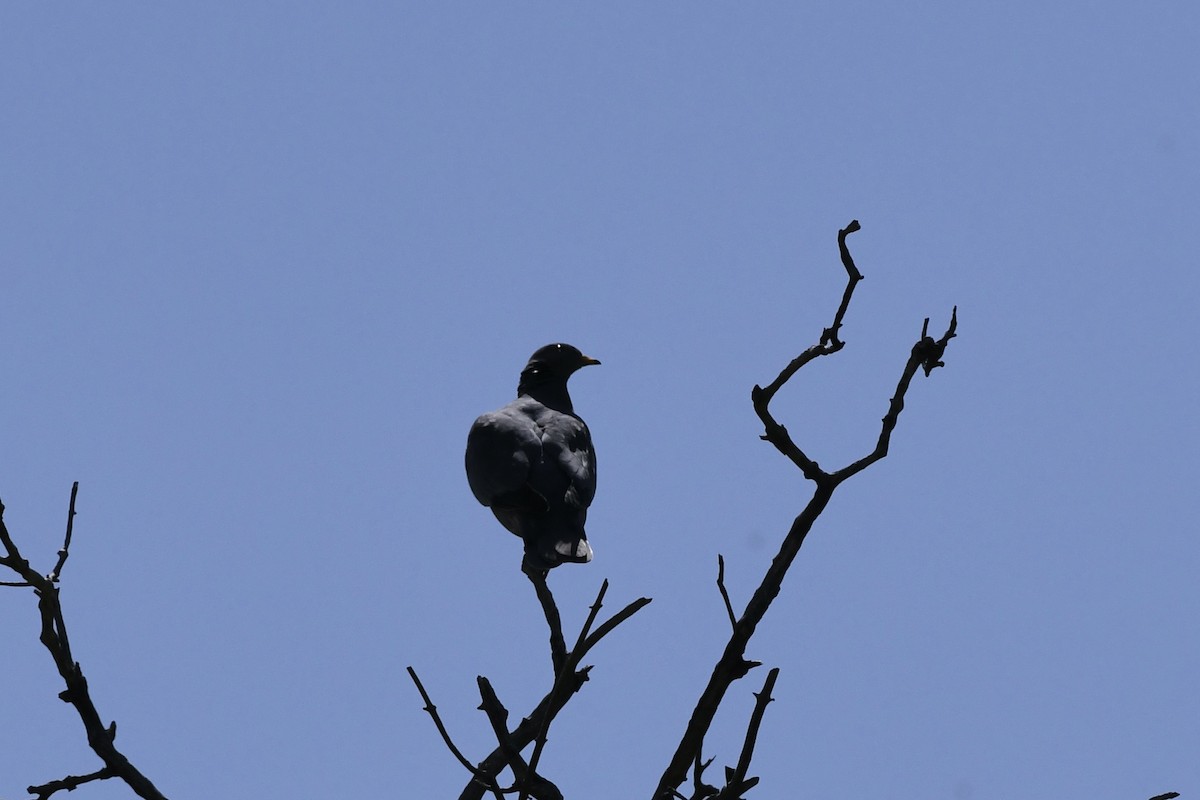 Band-tailed Pigeon - ML619619784