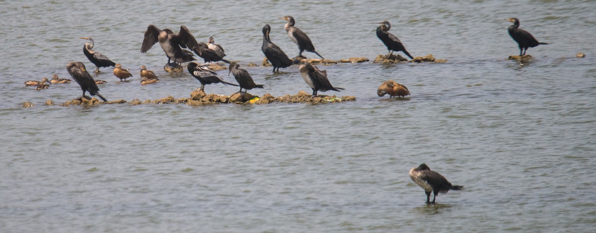 Great Cormorant - Ayaz Mansuri