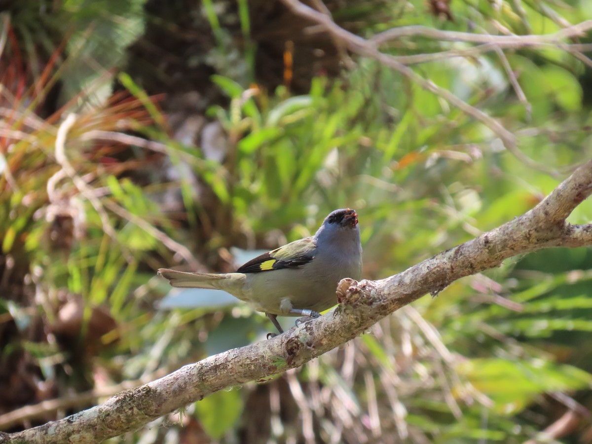 Yellow-winged Tanager - Jessie Stuebner