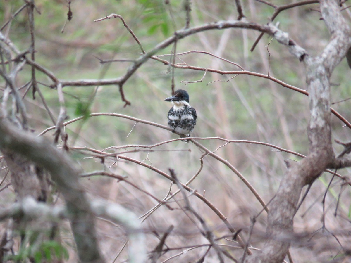 Green Kingfisher - ML619619791