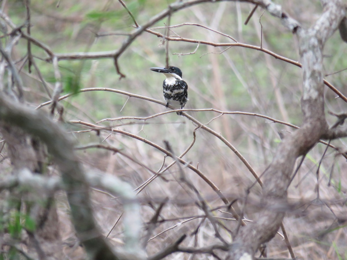 Green Kingfisher - ML619619797