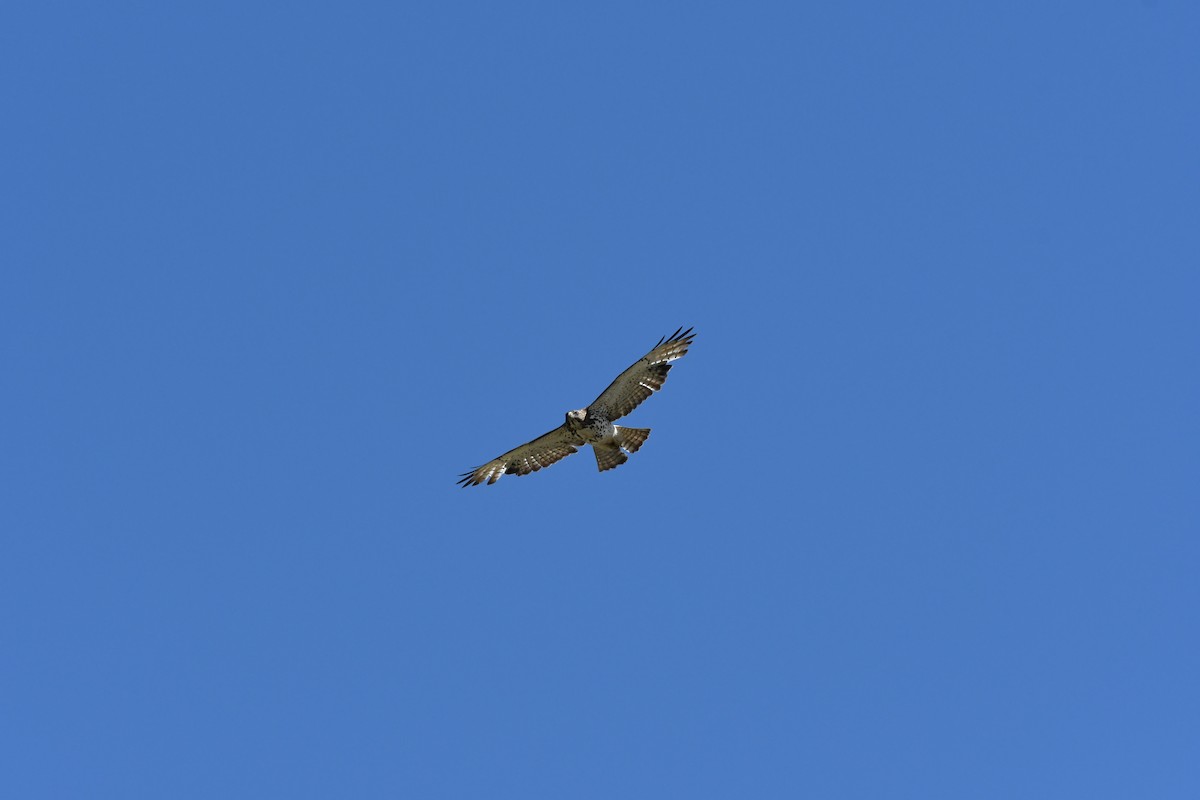 Broad-winged Hawk - Donald Jones