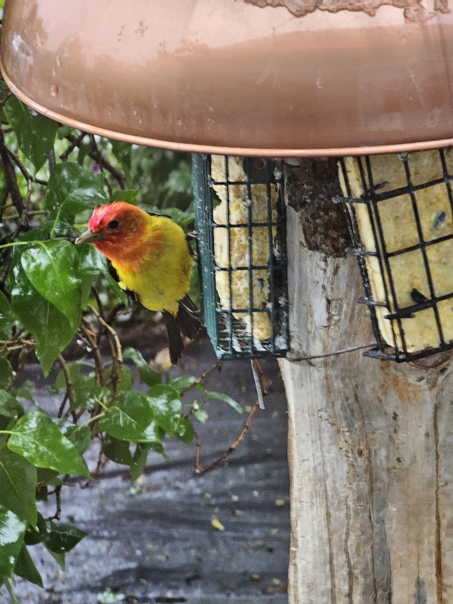 Western Tanager - Nan Christianson