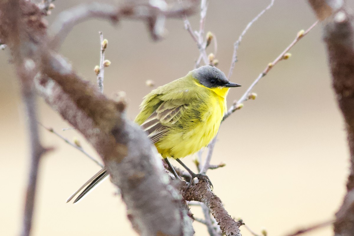 Western Yellow Wagtail - Clement Charenton