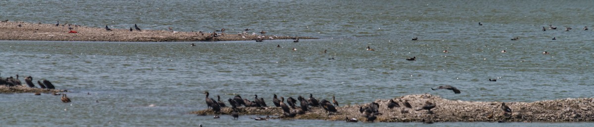 Indian Cormorant - Ayaz Mansuri