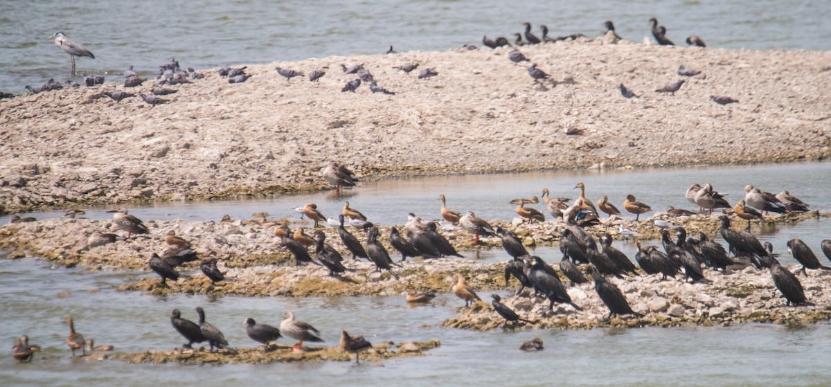 Indian Cormorant - Ayaz Mansuri