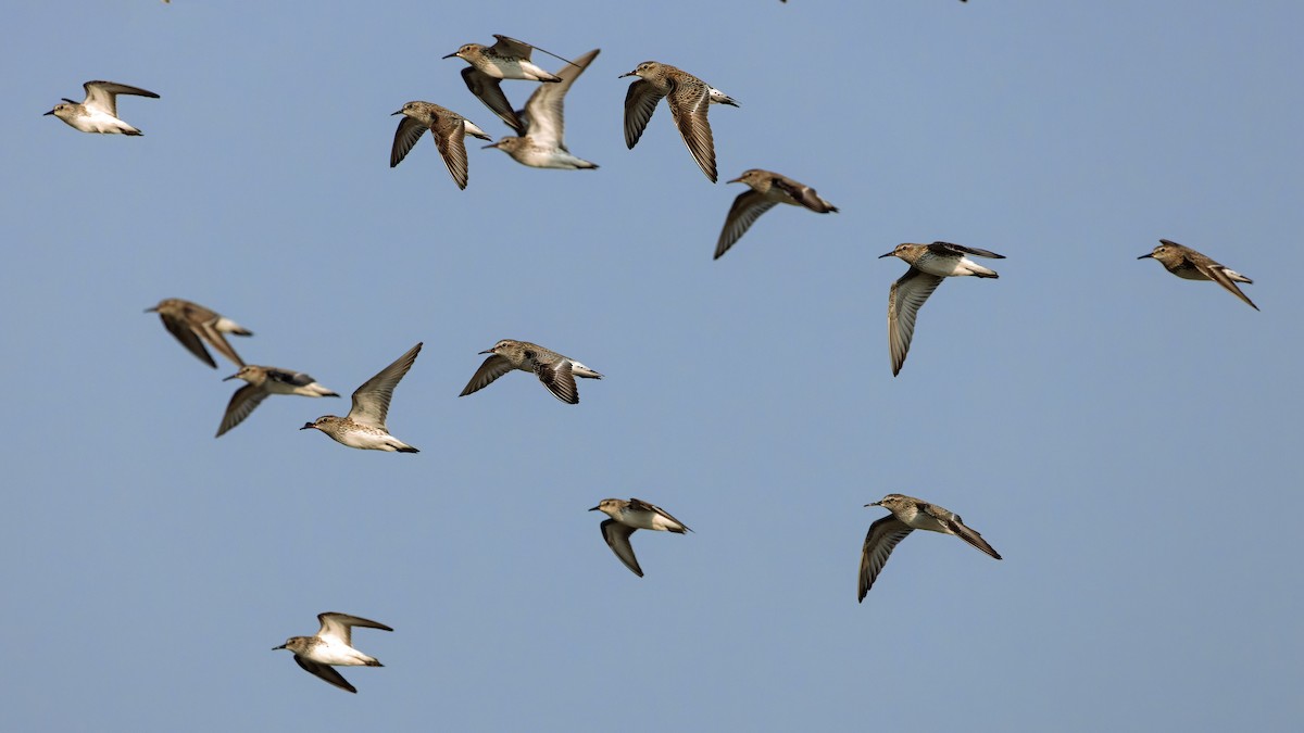 White-rumped Sandpiper - Karl H (Hoeff ka)