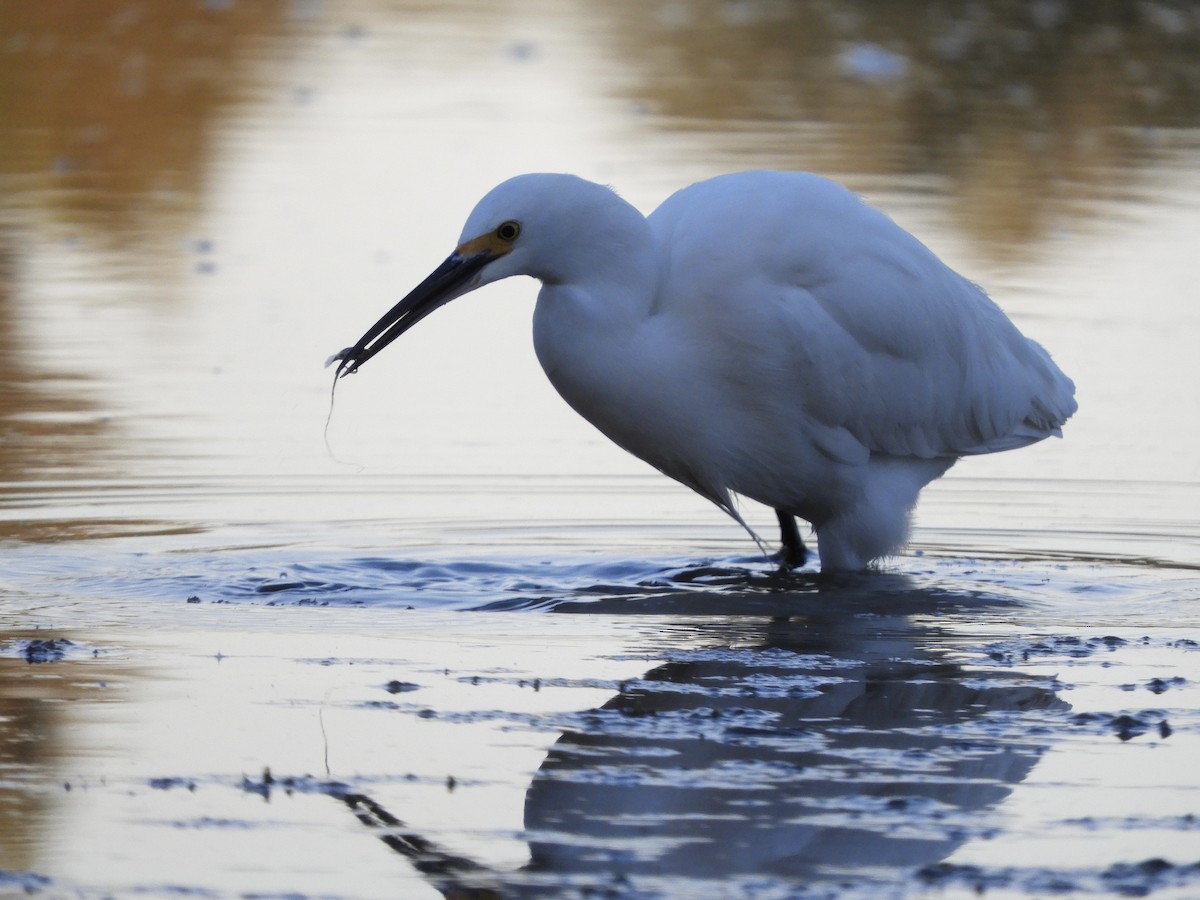 Snowy Egret - Franco Palandri