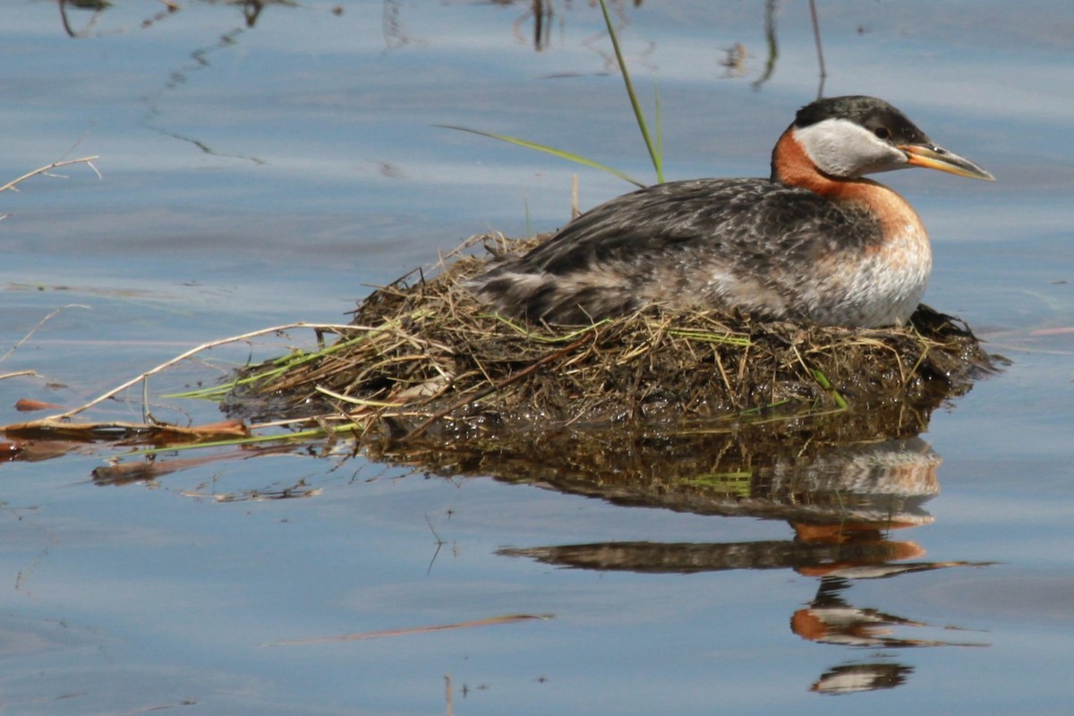 Red-necked Grebe - Geoffrey Urwin