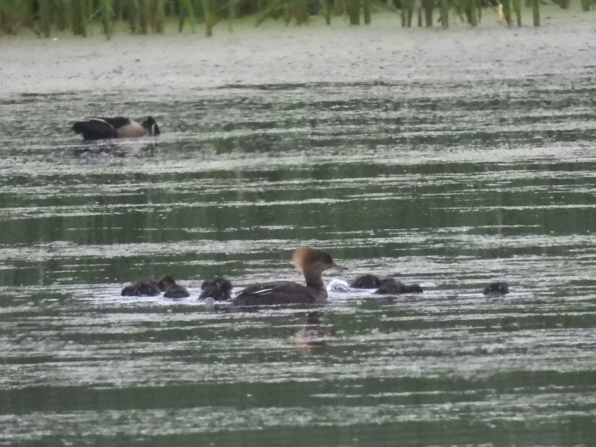 Common Merganser - Debbie Wright