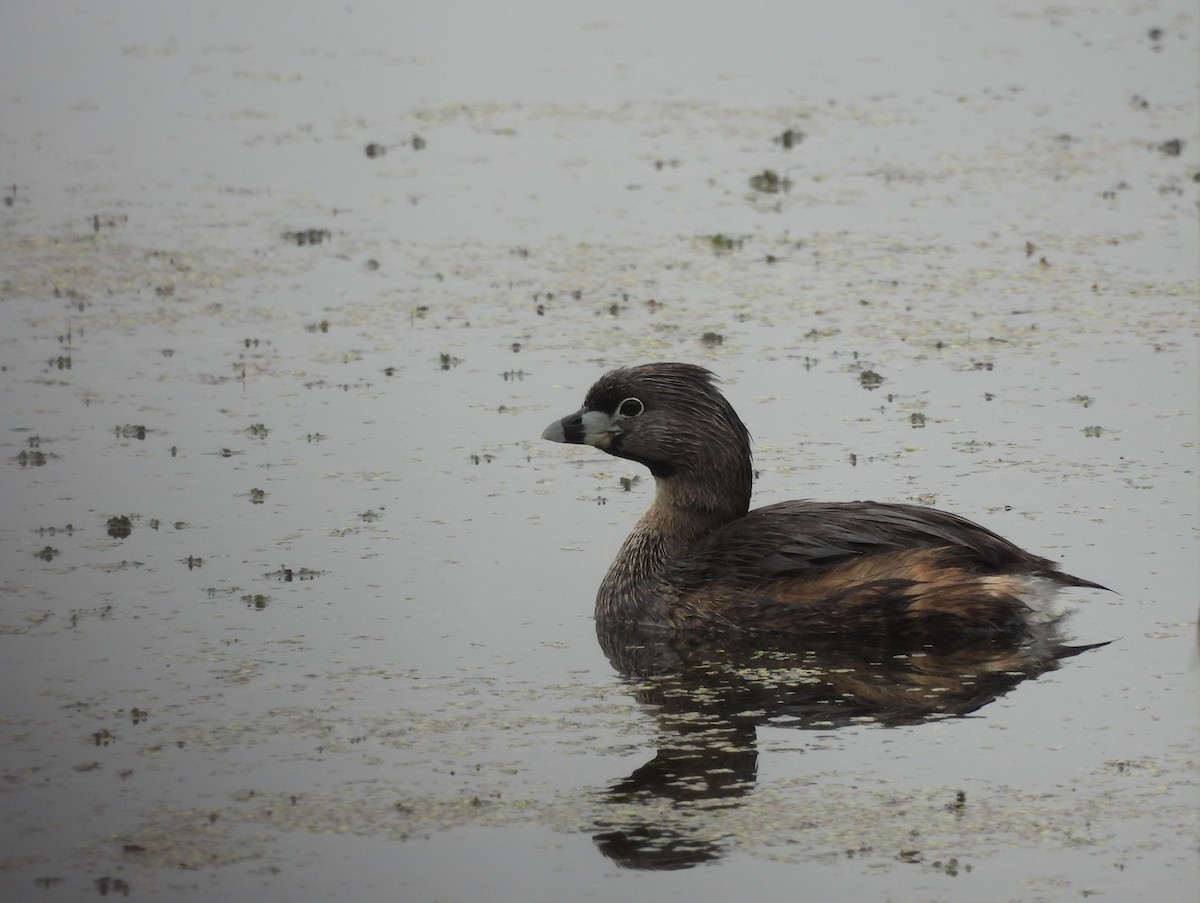 Pied-billed Grebe - Debbie Wright