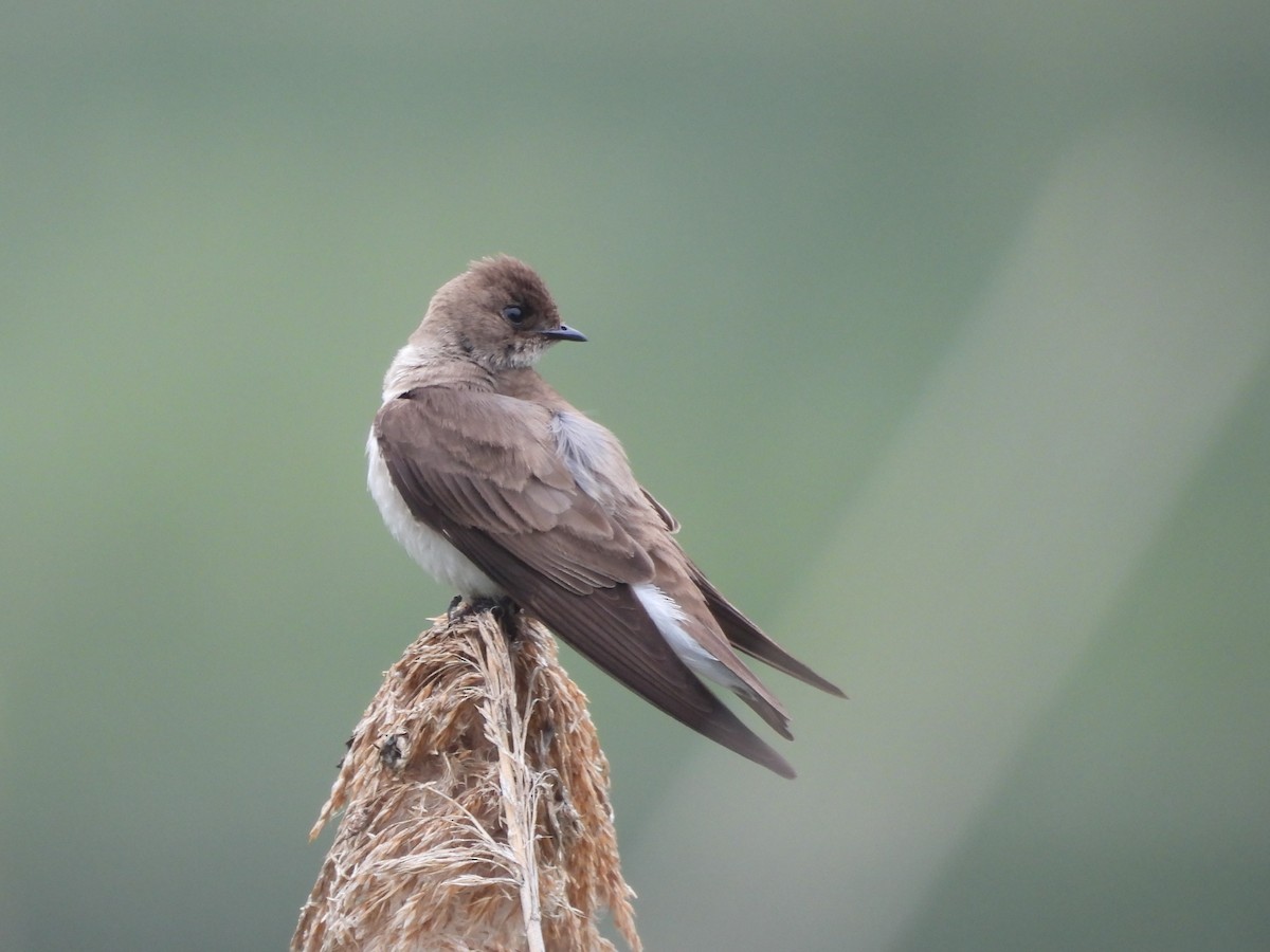 Golondrina Aserrada - ML619619841