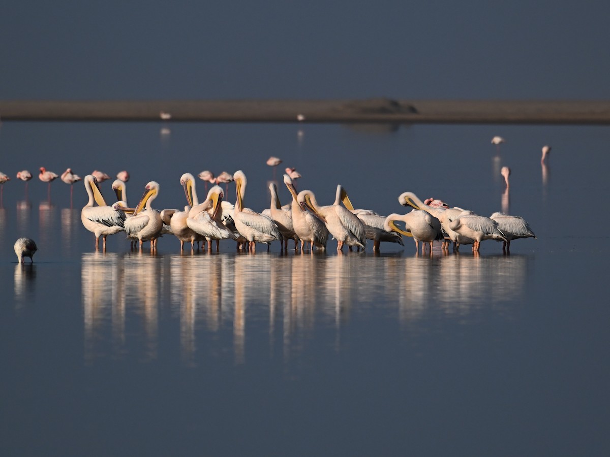 Great White Pelican - jerald britten