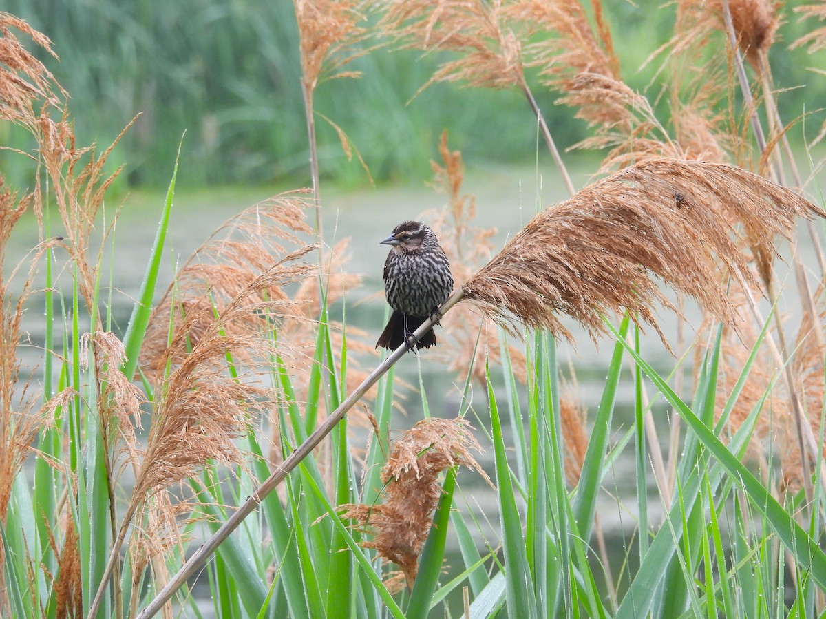 Red-winged Blackbird - Debbie Wright