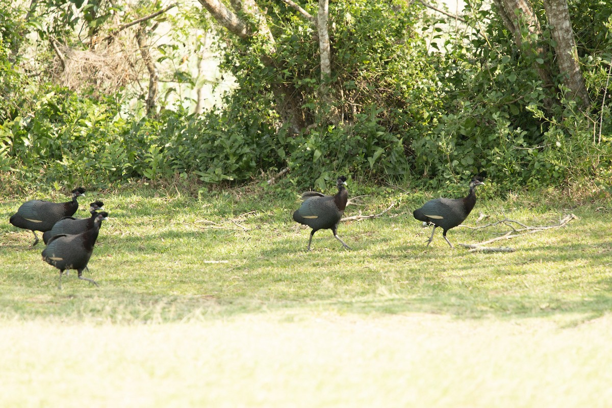 Southern Crested Guineafowl - Christiaen MOUS