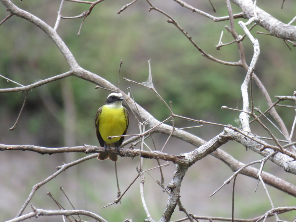 Social Flycatcher - Sam Holcomb