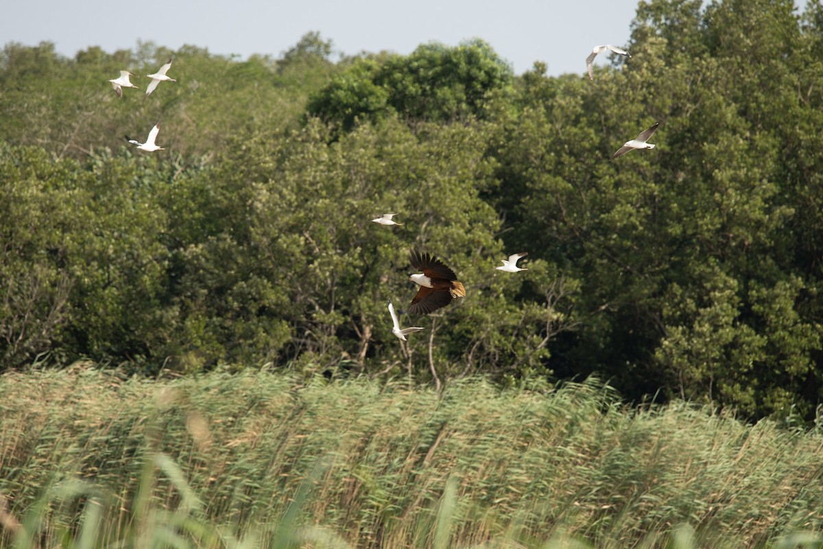 African Fish-Eagle - Christiaen MOUS